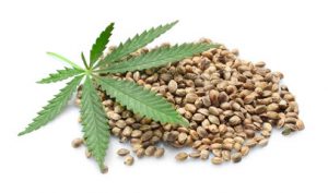 Health benefits of Marijuana seeds