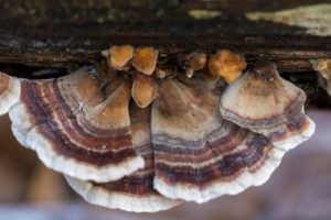 Benefits of Turkey Tail Mushroom